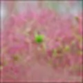 Smoketree